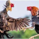 Cockfighting