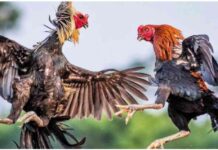 Cockfighting – Cocks Shine in Top Matches Cockfighting