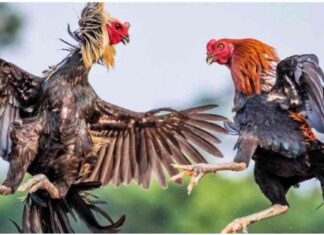 Cockfighting – Cocks Shine in Top Matches Cockfighting